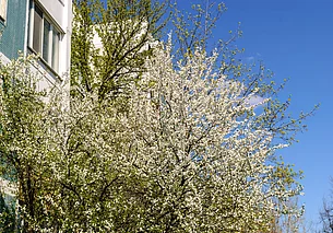 Дождь с мокрым снегом, днем сильный ветер: о погоде в Могилеве и области 26 апреля