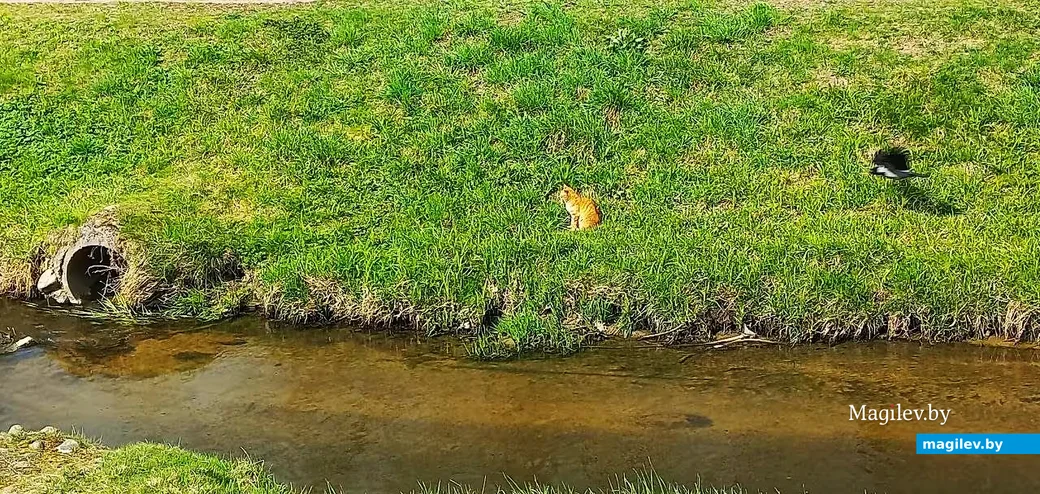  20.04.2026, Могилев, долина Дубровенки. Начальная стадия атаки вороны на кота.      