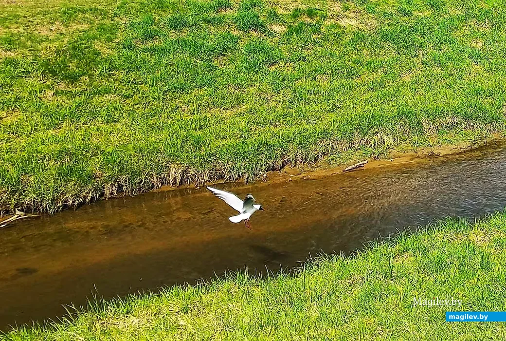  20.04.2026, Могилев, долина Дубровенки.      