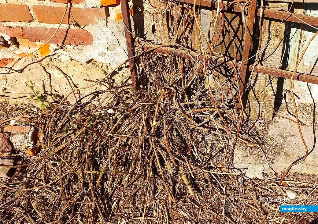  20.04.2026, Могилев, долина Дубровенки.      