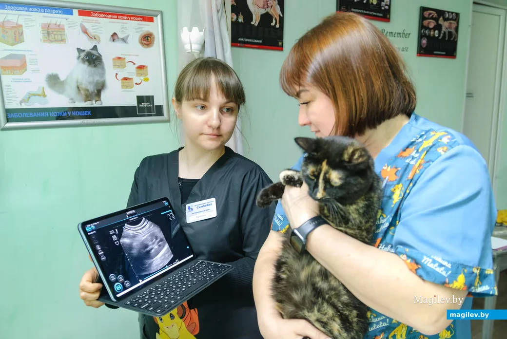 17.04.2026, Бобруйск. Ветеринарная клиника «Симбавет»