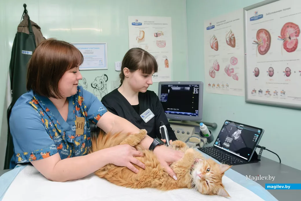 17.04.2026, Бобруйск. Ветеринарная клиника «Симбавет»