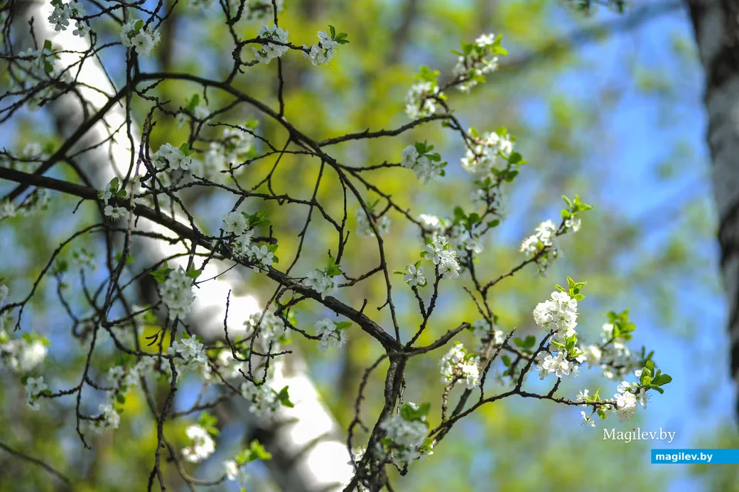 Цветущая вишня. Фото: Александр Чугуев.