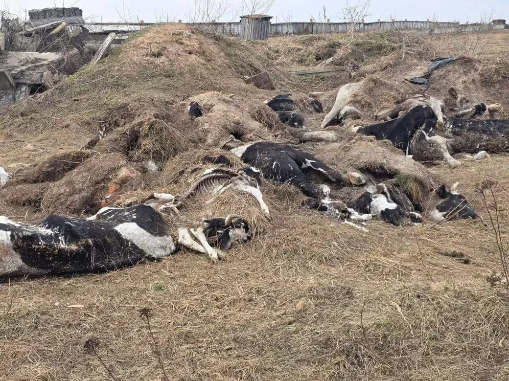 Фото падежа скота, сделанное Комитетом госконтроля.  