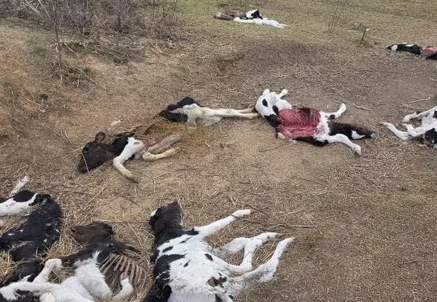 Фото падежа скота, сделанное Комитетом госконтроля.  