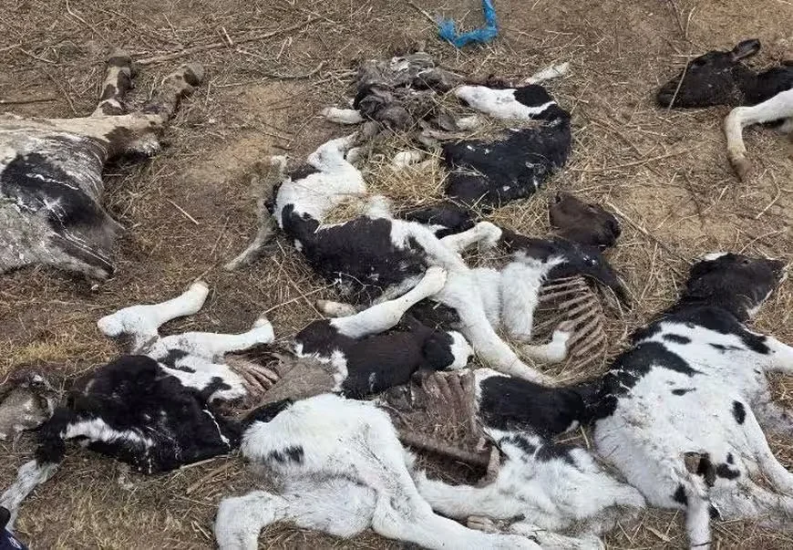 Фото падежа скота, сделанное Комитетом госконтроля.  