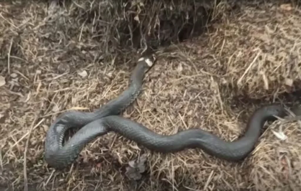  В Беларуси расплодились змеи. Фото: скриншот из видео ОНТ 