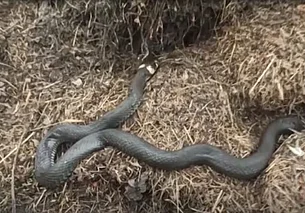 Змей в Беларуси становится больше и скоро может «приползти» новый вид