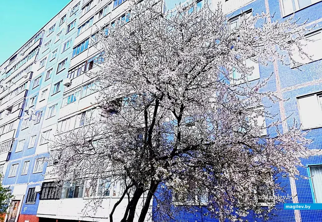   28.04.2026, Могилев. Город местами побелел.