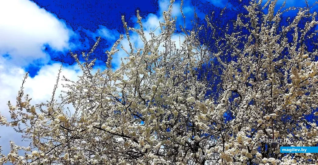   28.04.2026, Могилев. Город местами побелел.