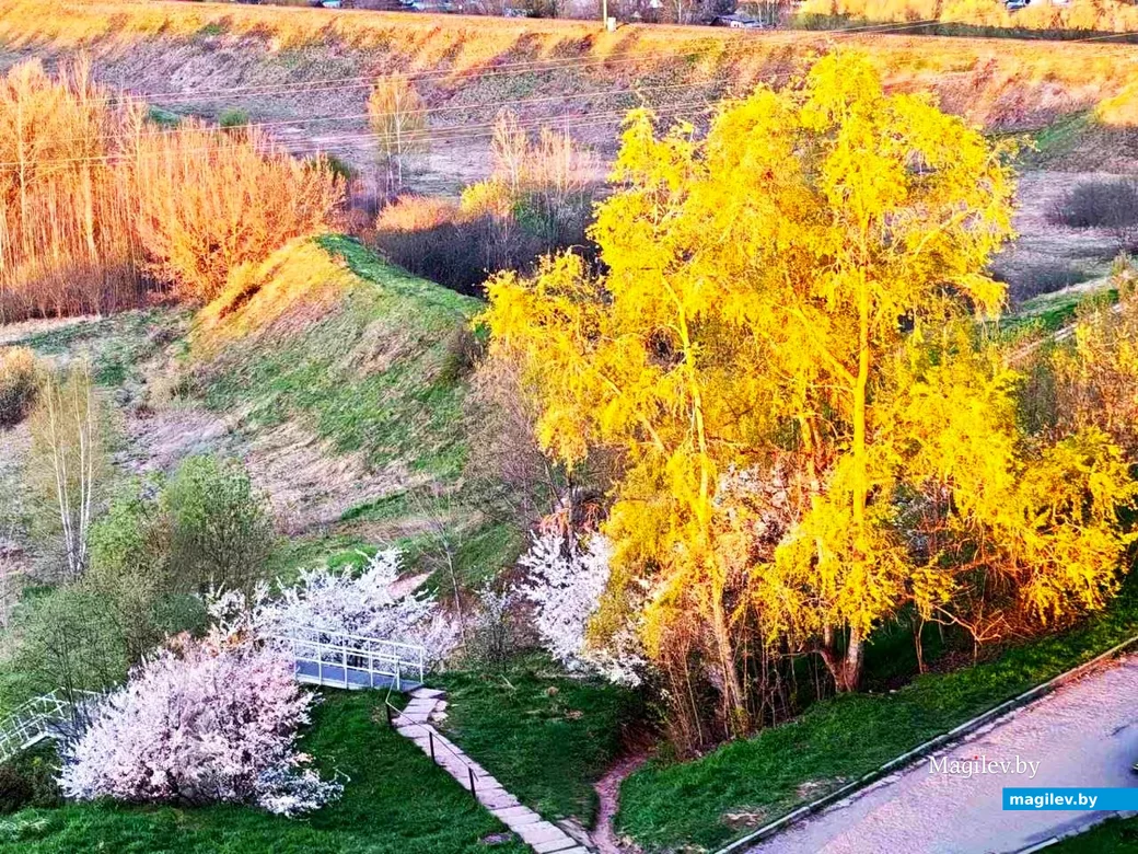   28.04.2026, Могилев. Город местами побелел. Фото Николая Хотяинцева.