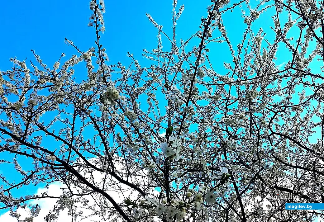   28.04.2026, Могилев. Город местами побелел.