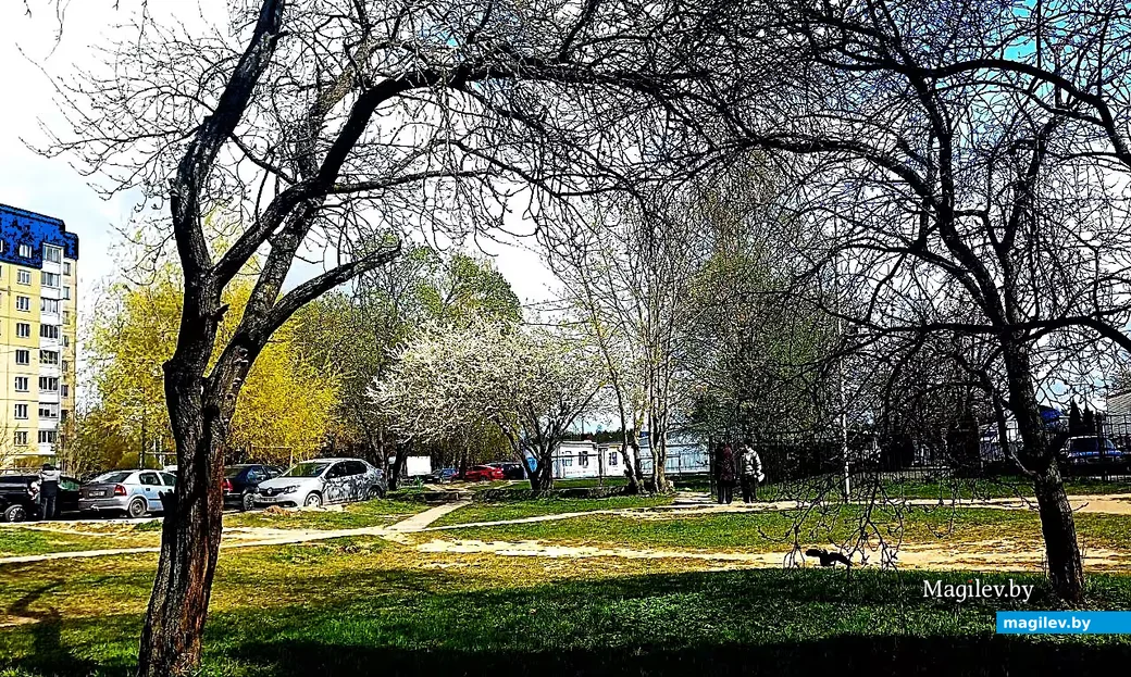  28.04.2026, Могилев. Город местами побелел. 