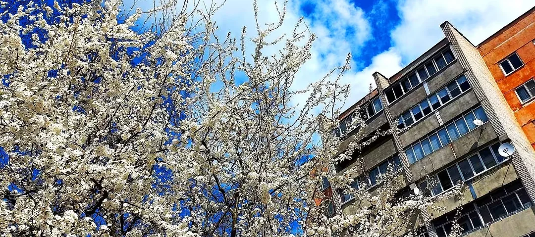 Могилев местами побелел. И совсем не по причине осадков