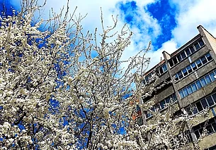 Могилев местами побелел. И совсем не по причине осадков