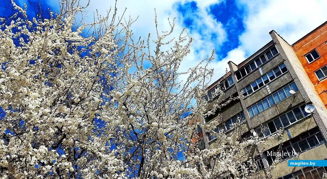   28.04.2026, Могилев. Город местами побелел.