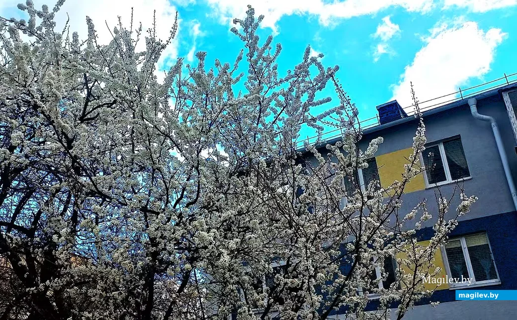  28.04.2026, Могилев. Город местами побелел.