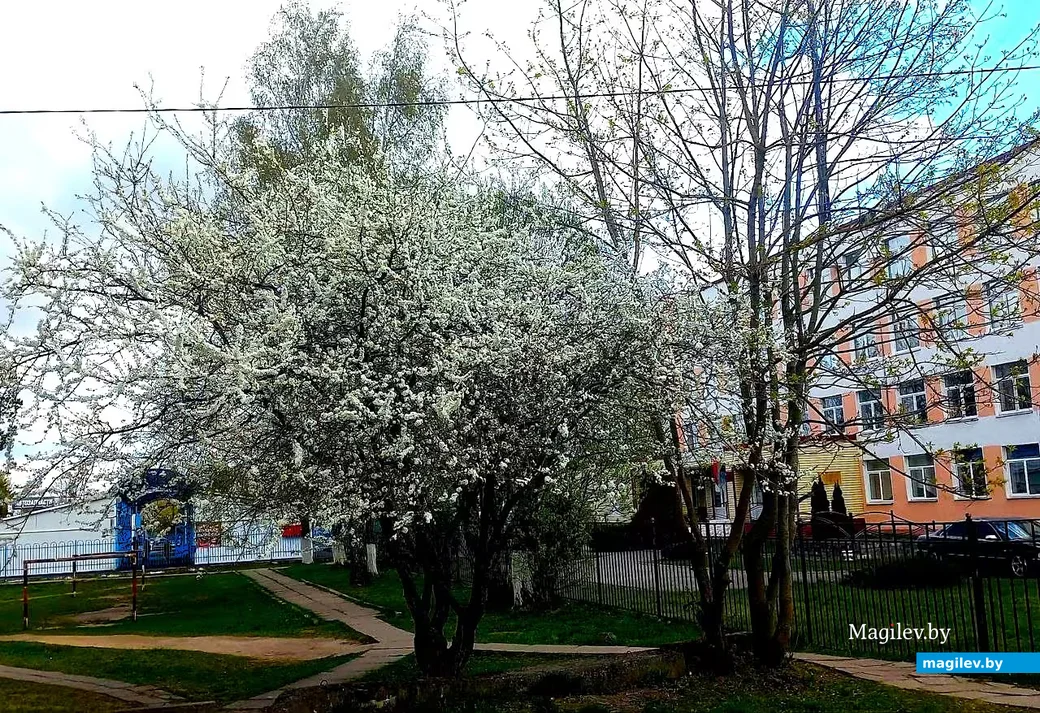  28.04.2026, Могилев. Город местами побелел.