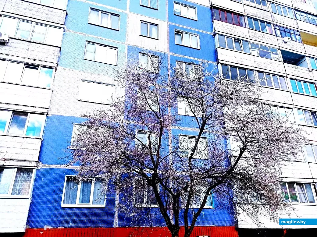   28.04.2026, Могилев. Город местами побелел.