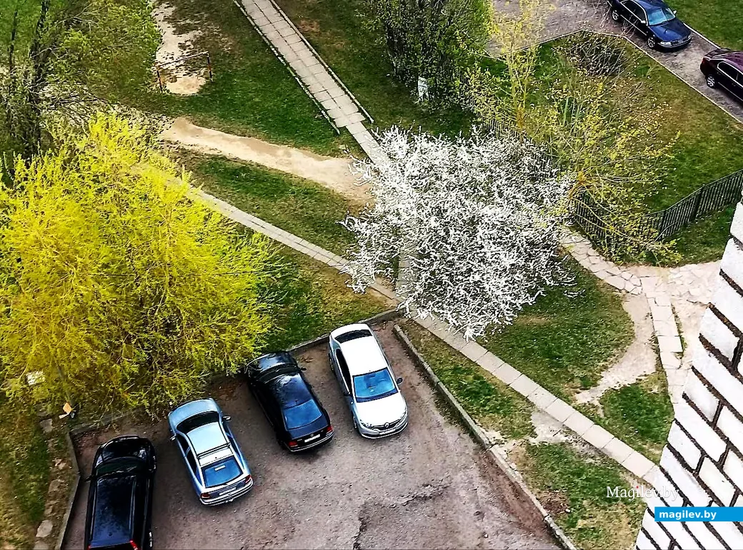  28.04.2026, Могилев. Город местами побелел. 