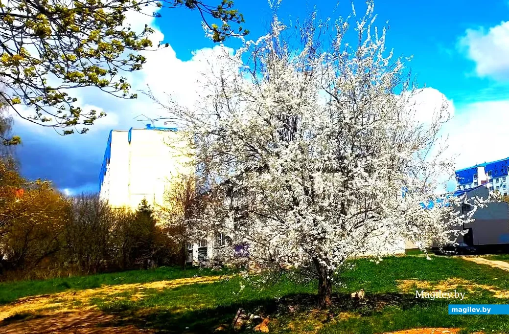  28.04.2026, Могилев. Город местами побелел.