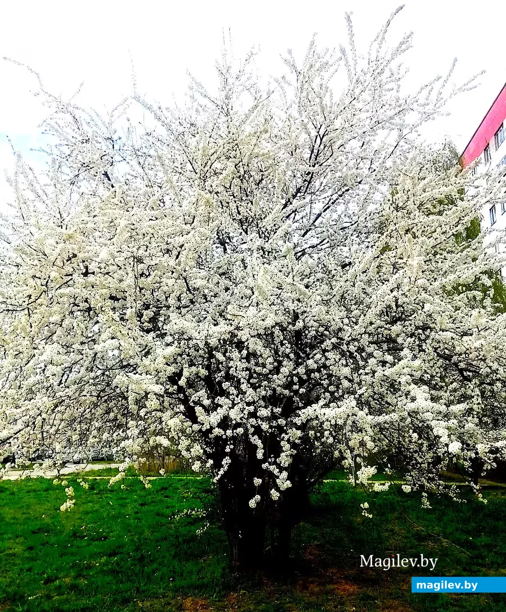   28.04.2026, Могилев. Город местами побелел.