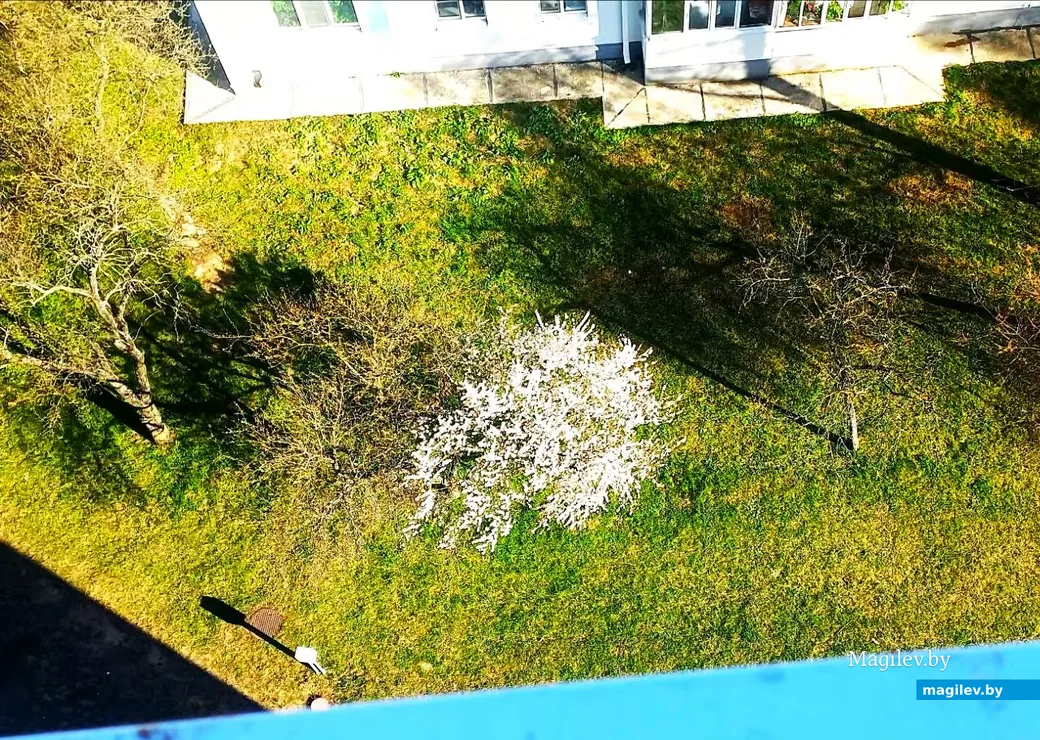    28.04.2026, Могилев. Город местами побелел.