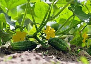 Когда высаживать огурцы на рассаду: оптимальные сроки