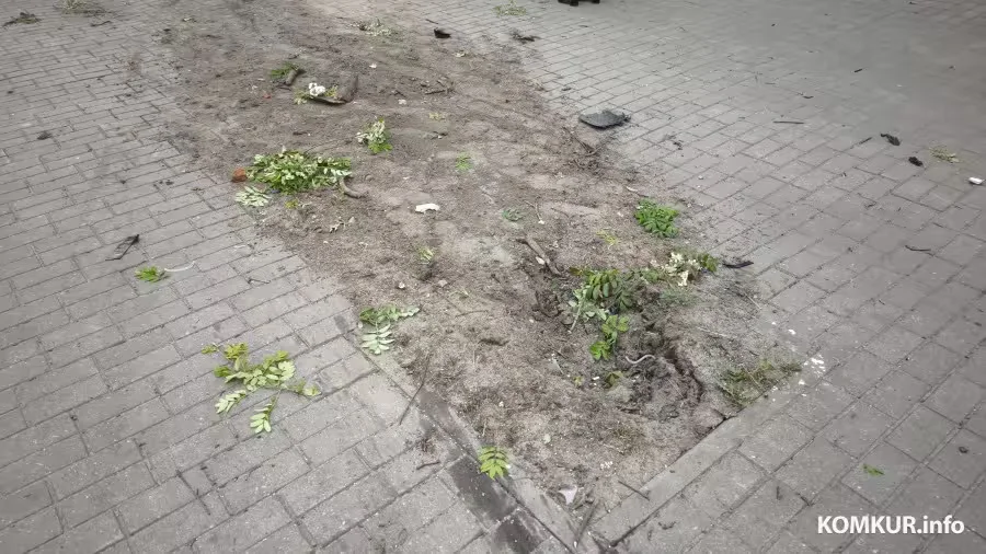 17.05.2026. Бобруйск. Улица Минская, последствия аварии BMW и VW Polo. Дерево от удара вырвало с корнем. 
