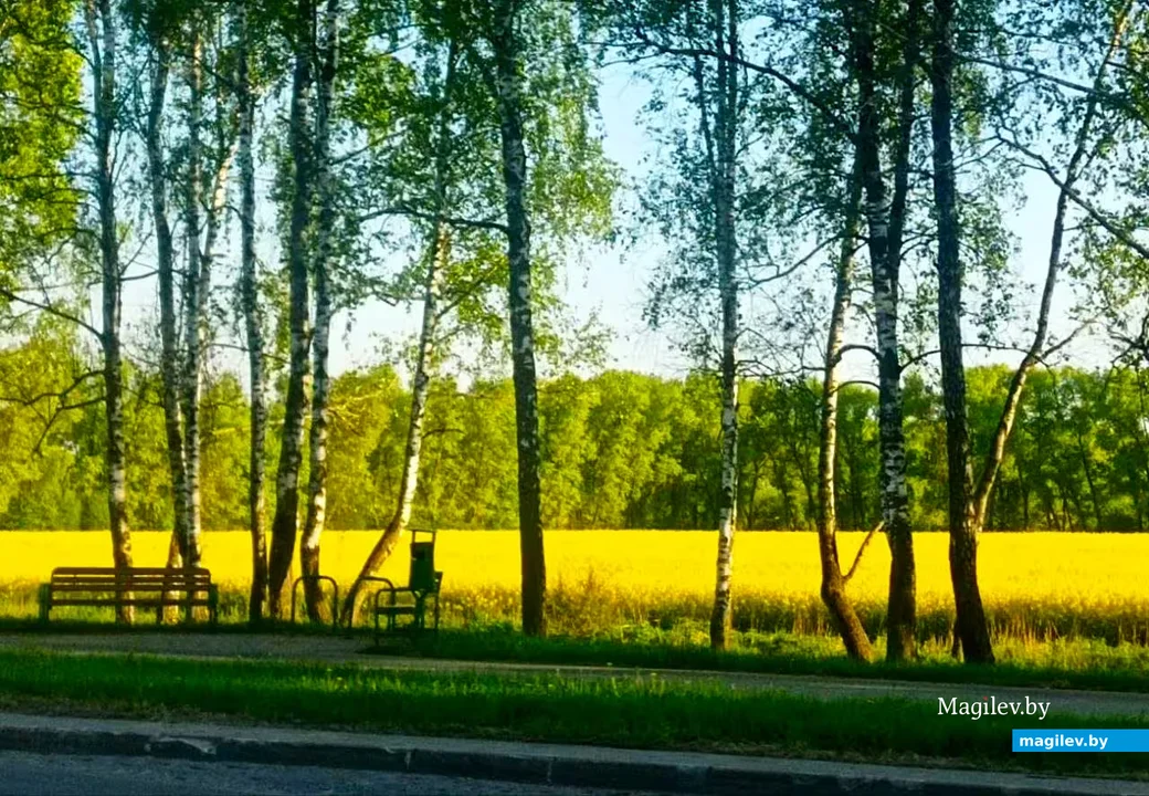  19.05.2026, Могилев, микрорайон Казимировка.