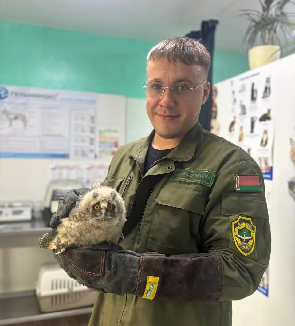 Совенок был изъят из опасной среды и передан в ветеринарное учреждение для оказания помощи.