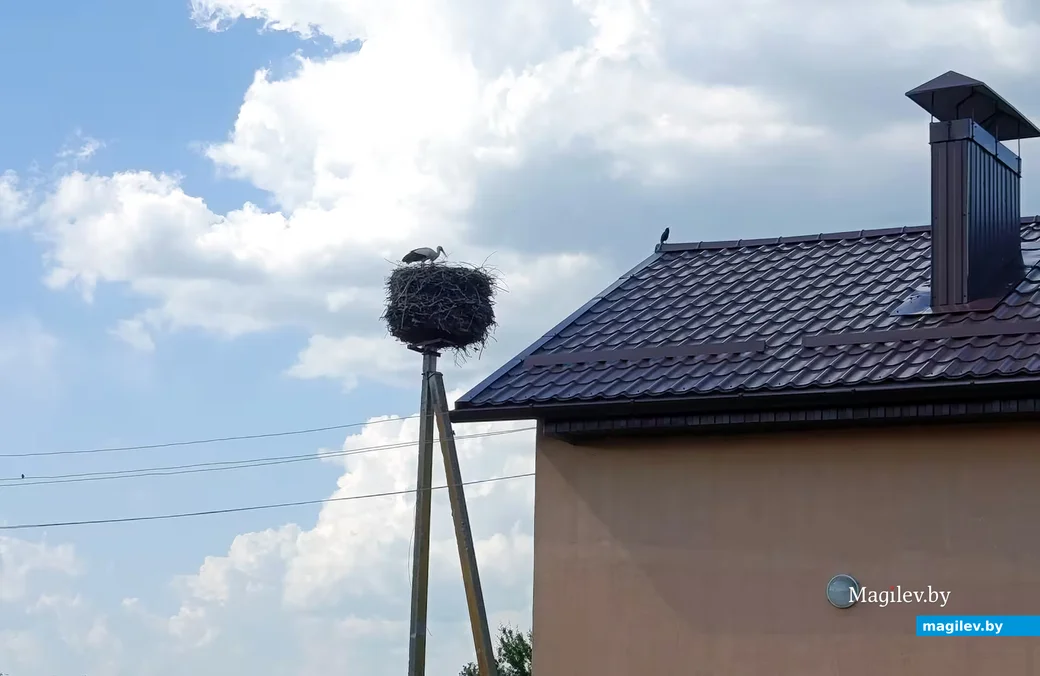  21.05.2026 г. Глуск. Гнездо аистов возле городской бани. 