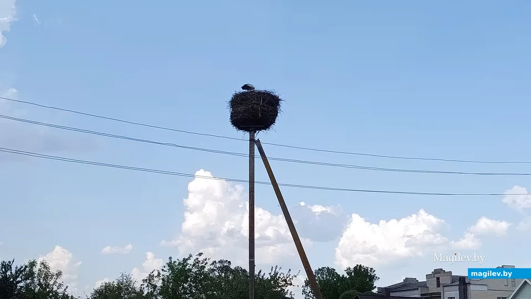  21.05.2026 г. Глуск. Гнездо аистов возле городской бани. 