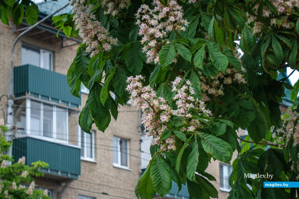 Цветут каштаны. Фото: Александр Чугуев.