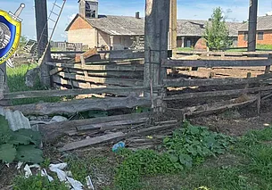 Отец случайно ранил сына из ружья при забое кабана в Костюковичском районе