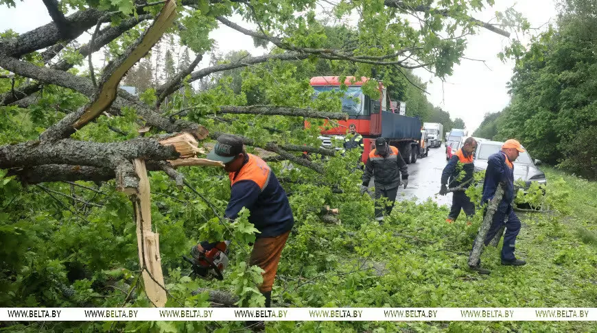 Упавшее на дорогу дерево стало причиной затора на трассе Бобруйск – Могилев сегодня, 27 мая,