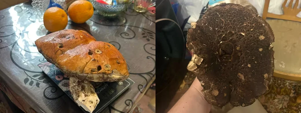 Фото Елены Должиковой из Бобруйска. 