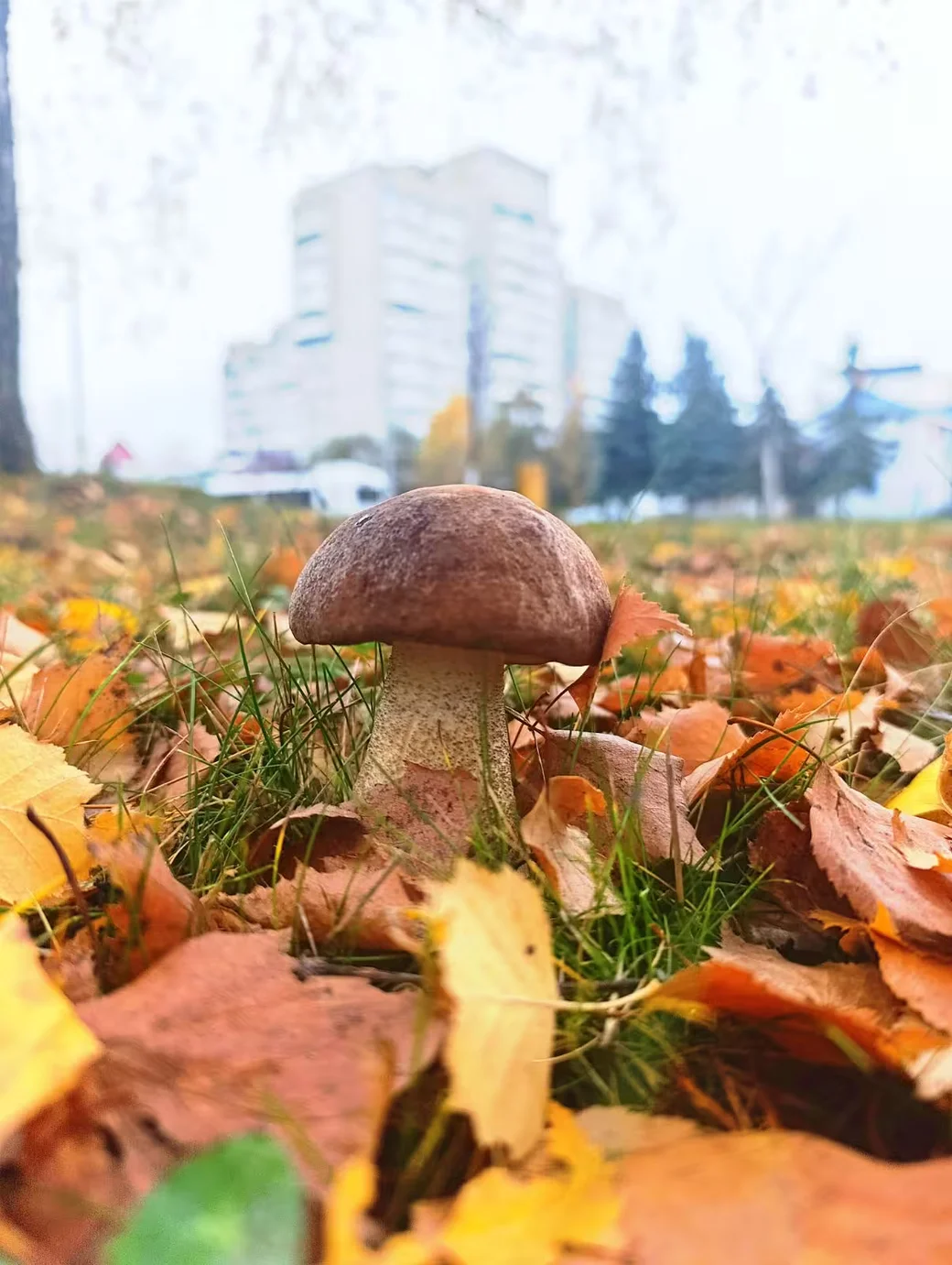  Городские грибы. Фото бобруйчанки Екатерины Быковой-Хаасма. 