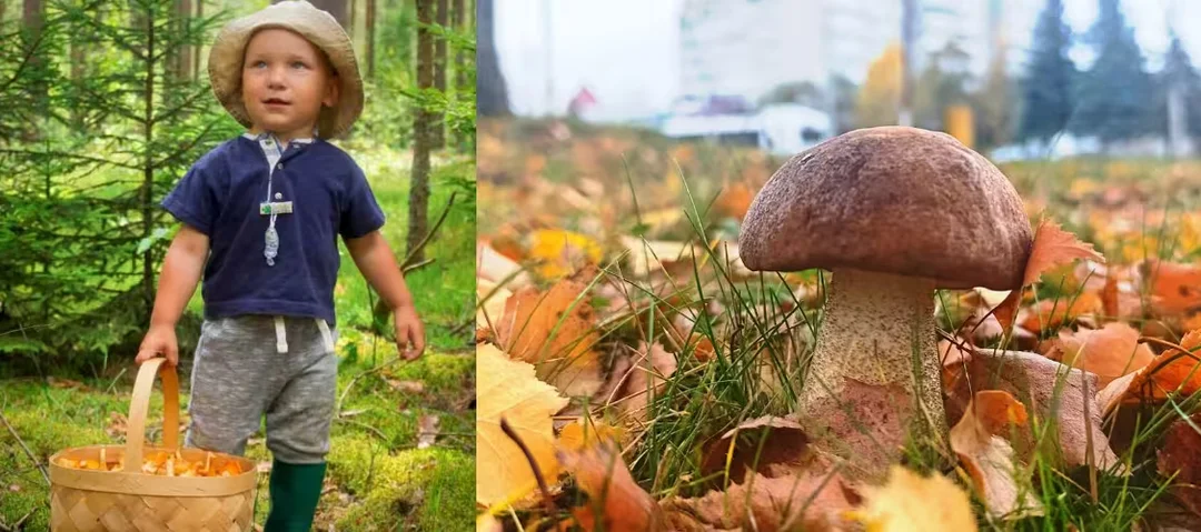 «Вышла с работы на обед, а нарвалась на грибы!» Наш грибной фотоконкурс продолжается
