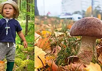 «Вышла с работы на обед, а нарвалась на грибы!» Наш грибной фотоконкурс продолжается