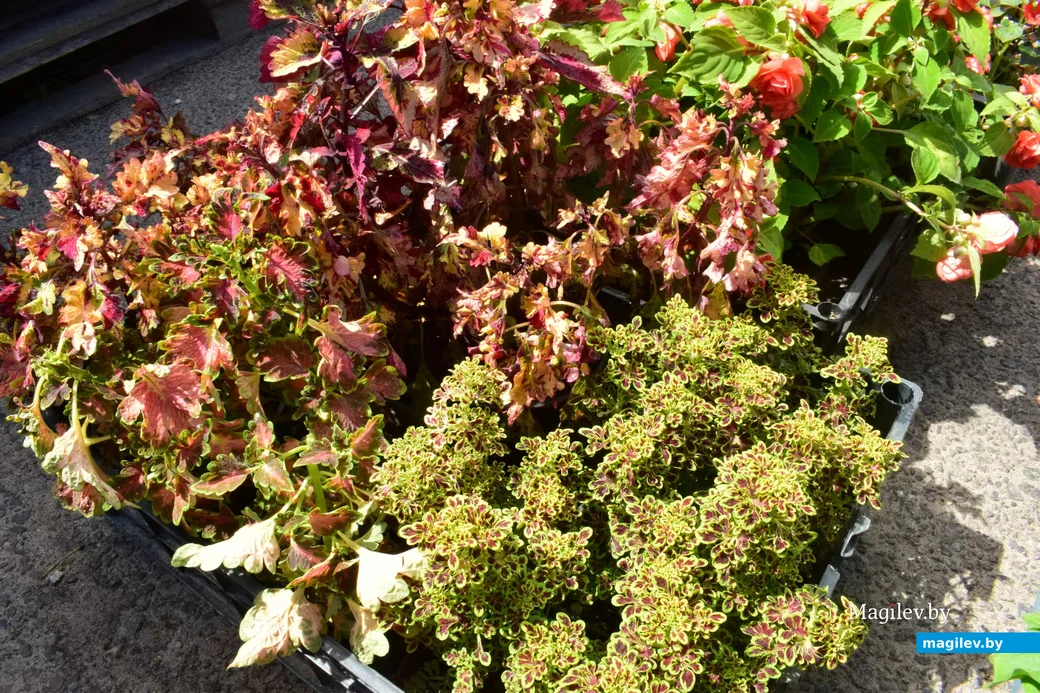 29.05.2026,. Бобруйск, «Западный» рынок. Колеусы