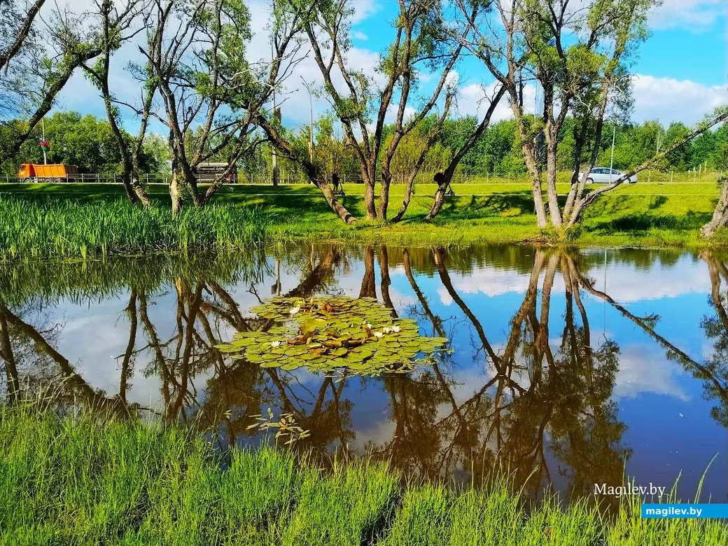  31.05.2026, Могилев, микрорайон Казимировка. 
