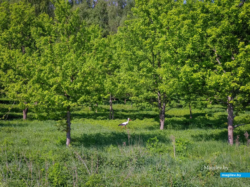 Осиповичский район. Фото: Александр Чугуев.