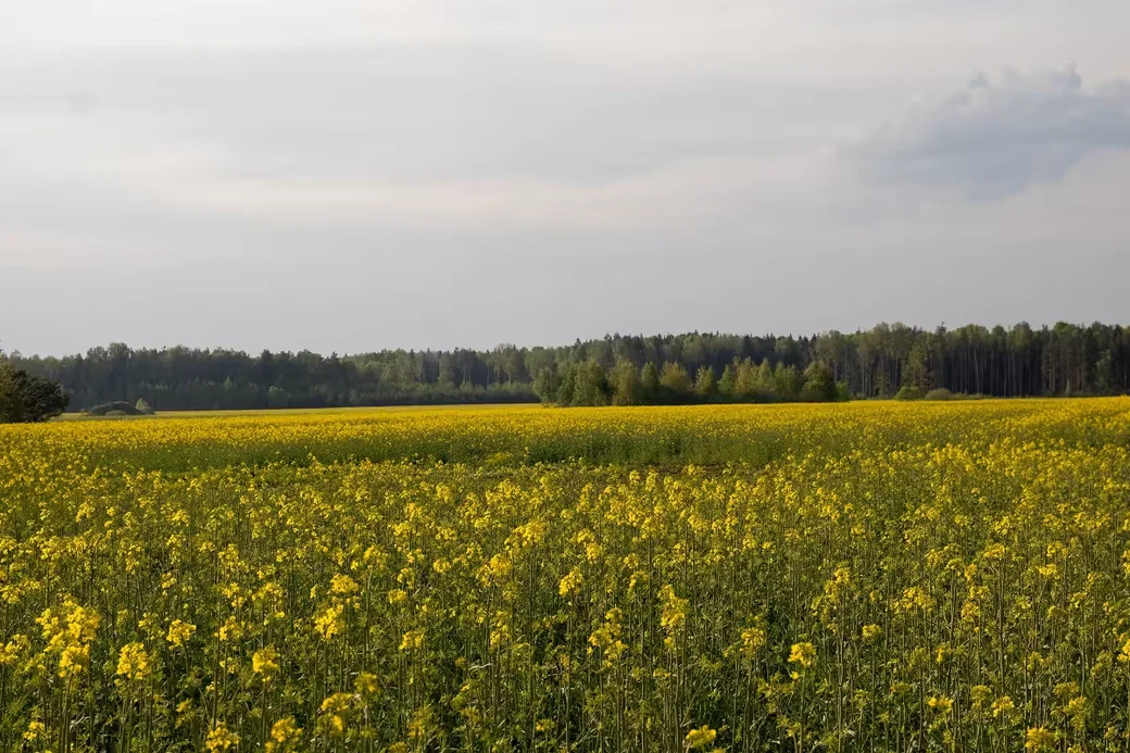 Окресности деревни Брожа, Бобруйский район. Фото: Светлана Лебедева.