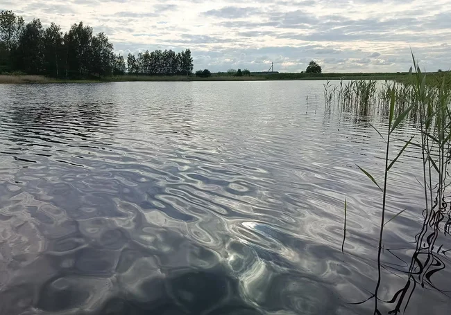 Бассейн для бобров, мини‑водопад и лебединая семья