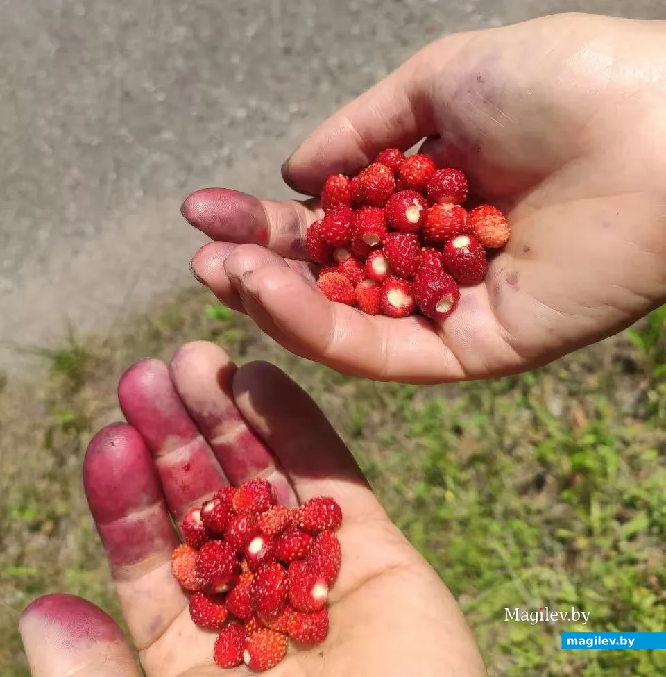   21.06.2026 г. В лесу за Туголицей. 