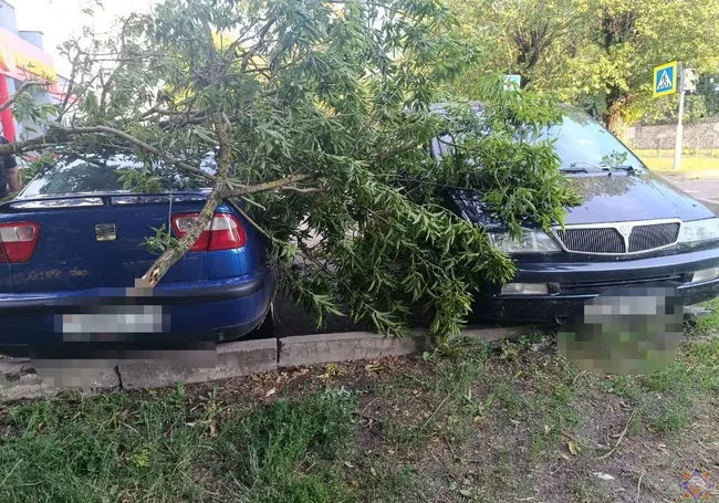 В Бобруйске и Бобруйском районе ветер повалил более 120 деревьев