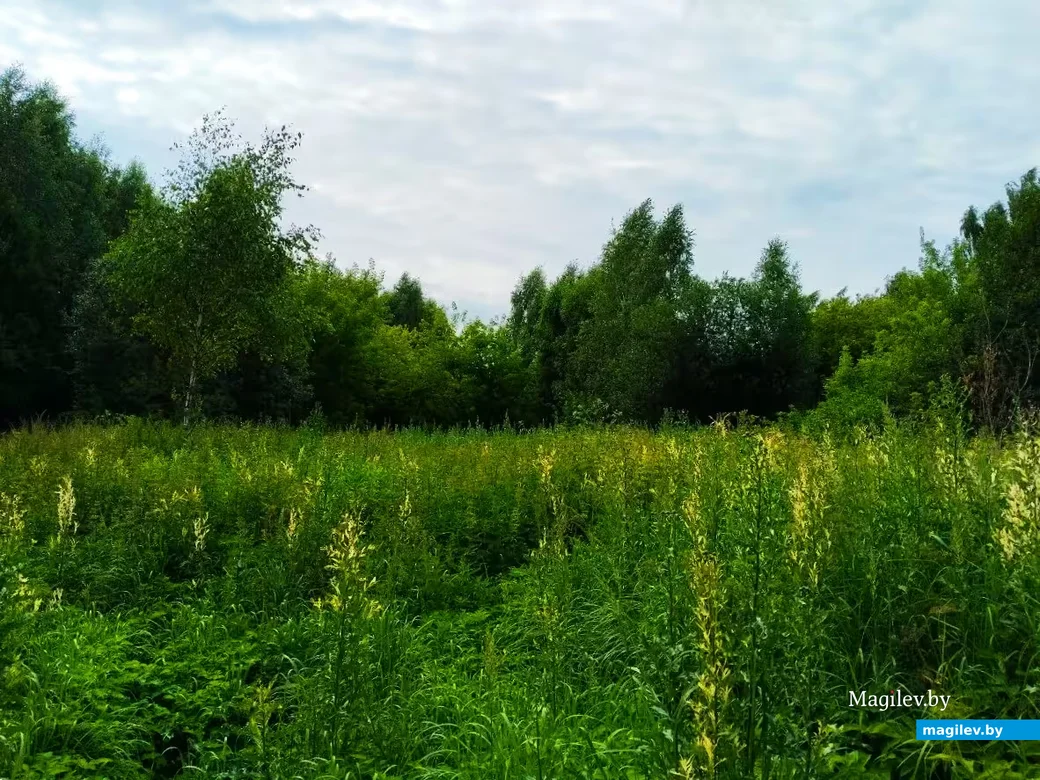  04.07.2026, окрестности Могилева.  Погода и природа: вечная тема для тех, кто собрался на прогулку.