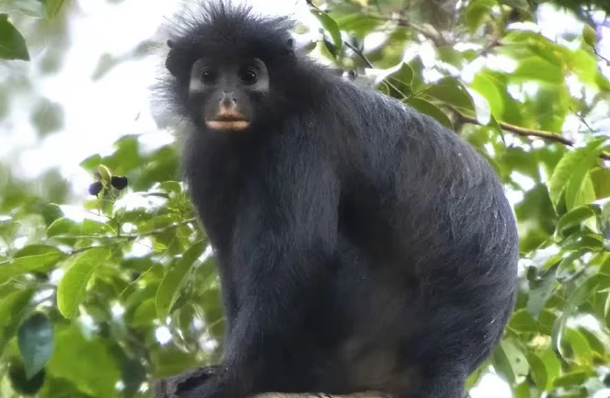 Обнаруженный в ДР Конго новый вид обезьян Colobus congoensis. Фото : Hart et al. / PLOS.