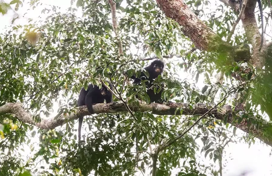 Обнаруженный в ДР Конго новый вид обезьян Colobus congoensis. Фото : Hart et al. / PLOS.